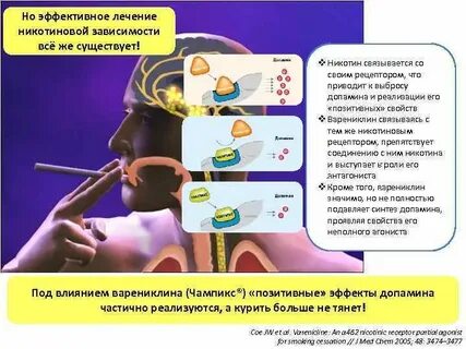 Организм вырабатывает никотин