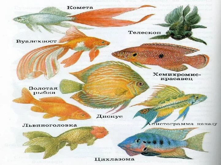 Как выглядят рыбы и их названия Купить пазл Eurographics Морские рыбы 1000 деталей, цены на Мегамаркет Артикул: