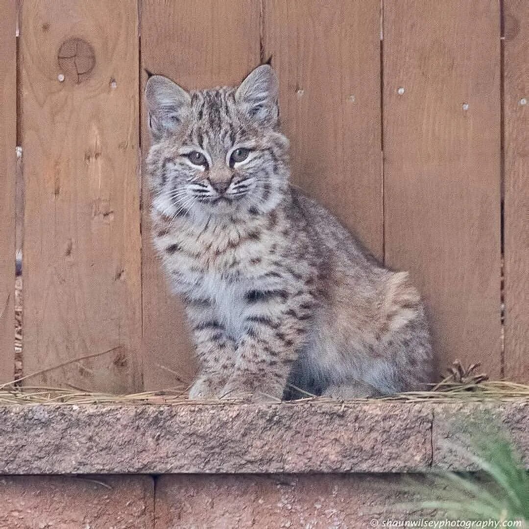 Рысь сколько котят