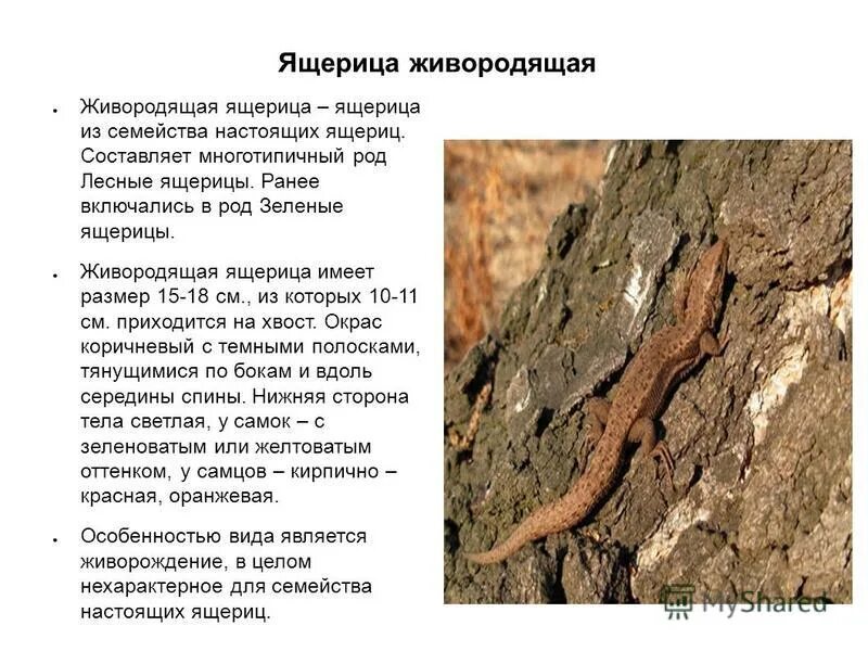 стенные ящерицы. тип питания прыткой ящерицы. систематика ящерицы. систематика ящерицы. систематика ящерицы прыткой.