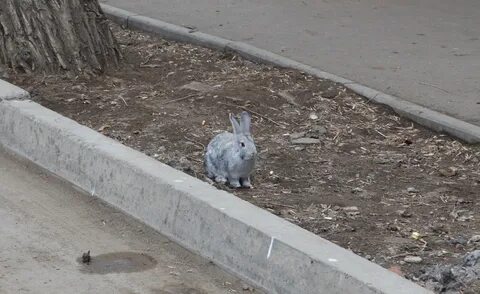 Крольчиха гуляет