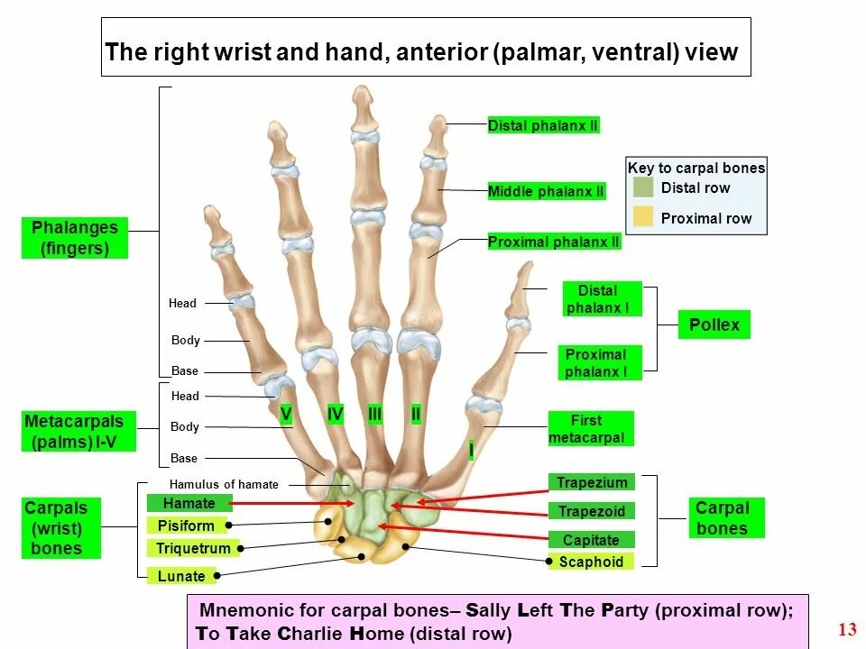 The bones consist of. Carpal bones. информация the hand. row carpal. кисть carpal boss.