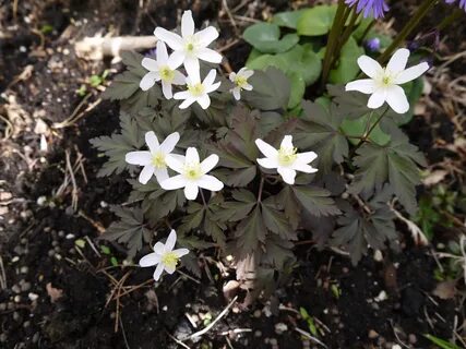 Anemone nemorosa dark leaf