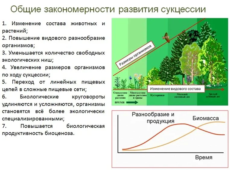 Последовательность этапов сукцессии. Причины вторичной сукцессии. Этапы вторичной сукцессии. Формирование первичной сукцессии. Последовательность формирования экосистемы.