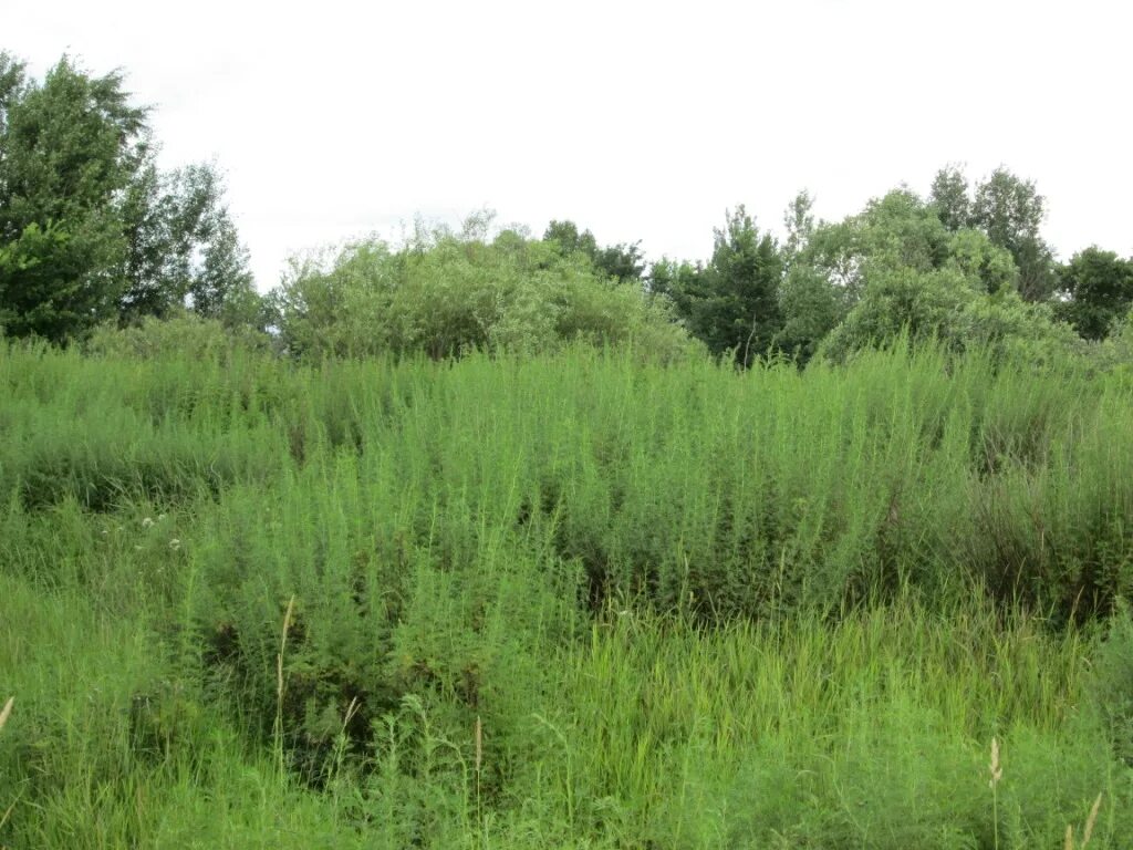 Жусан полынь. Емшан трава степная. Емшан степная полынь. Заросшей полынью. Заросли божьего деревца.