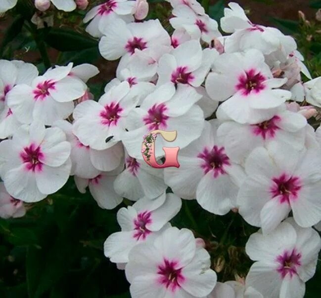 Флокс метельчатый майкс фаворит. Флокс майкс фаворит. Флокс метельчатый арлекин. Mike s favourite. Mike s favourite.