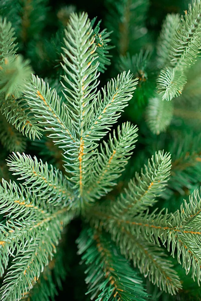 Ветка живой ели. Beatrees ель astra 2. Лапотник пихта. Еловая, пихтовая, сосновая лапы. Ель с тонкими ветками.