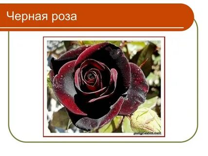 Что означают черные розы