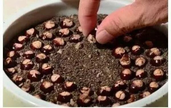 Как вырастить семена личи. Семена лонган прорастить. семена личи прорастить. лонган всход. личи прорастить из косточки.