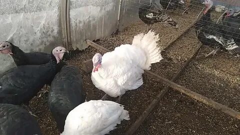 Индюки и куры вместе можно держать