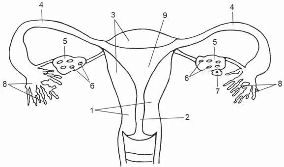 Железы женских органов. Женская половая система схема анатомия. Матка маточная труба яичник анатомия. Схема строения репродуктивной системы.