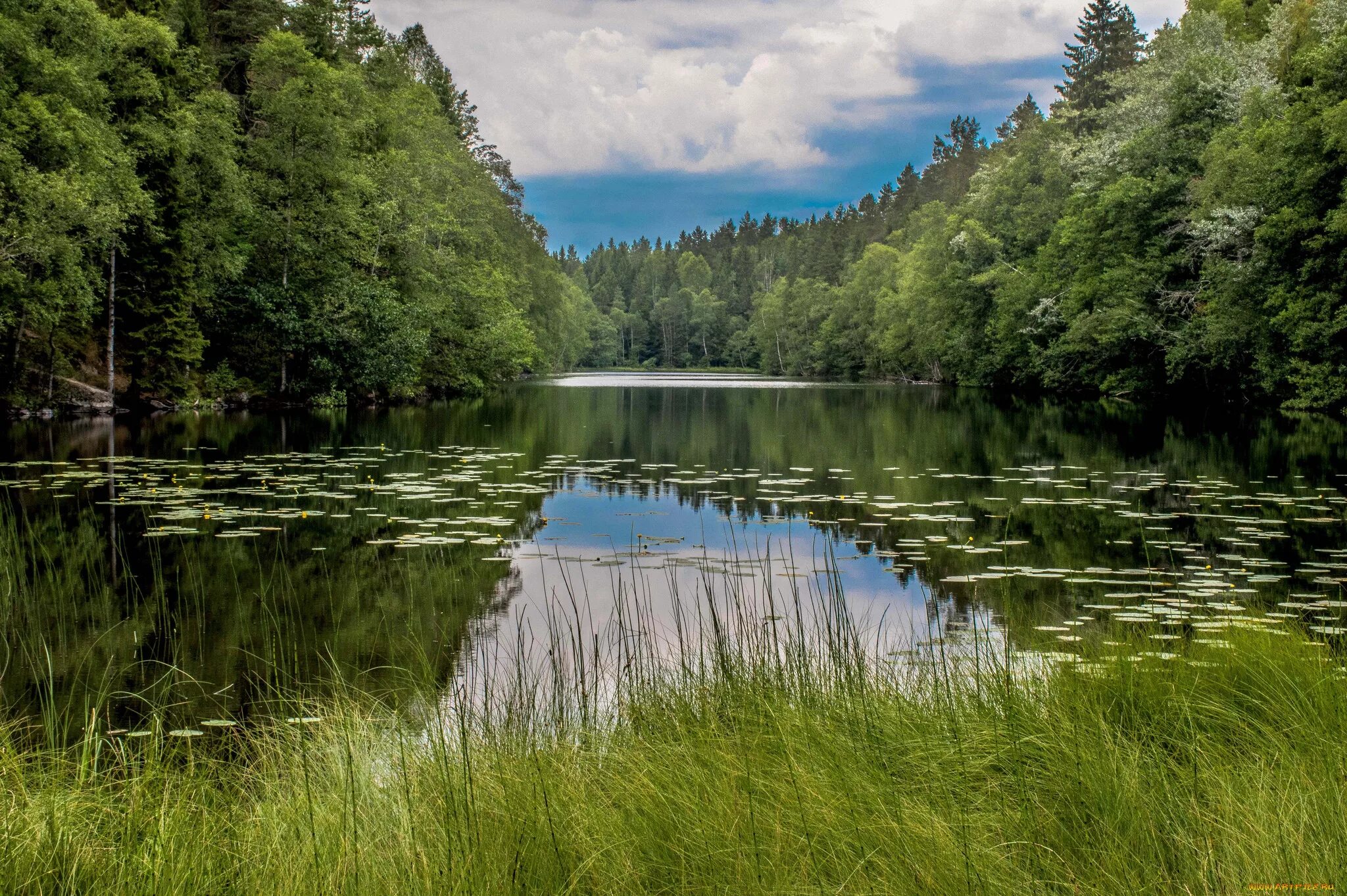 Озеро возле леса. Хадыженское Лесное озеро. Лесное озеро (Forest Lake). Лесное (озеро, Северная Америка). Лесное озеро Адыгея.