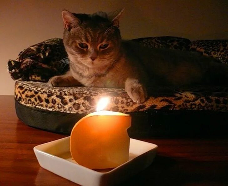 Кот гадает. Животные при свечах. свеча кошка. кот гадает при свечах.