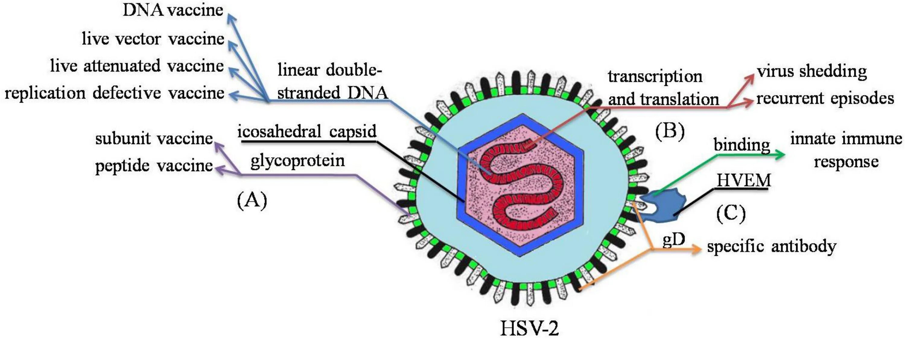 HSV 1 строение молекулы вируса. Herpes simplex 1 2 igg