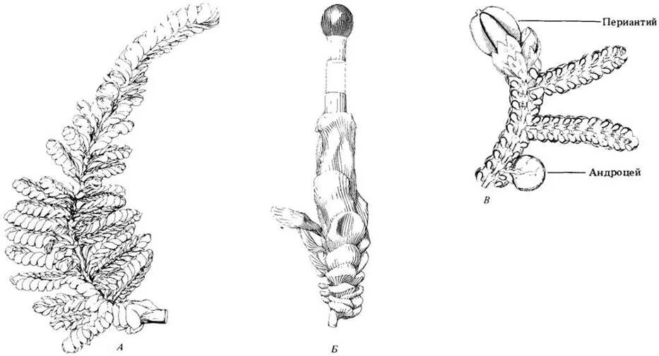 Ножка спорофита. Периантий у мхов это. Периантий. Кутикула и выросты булав растения.