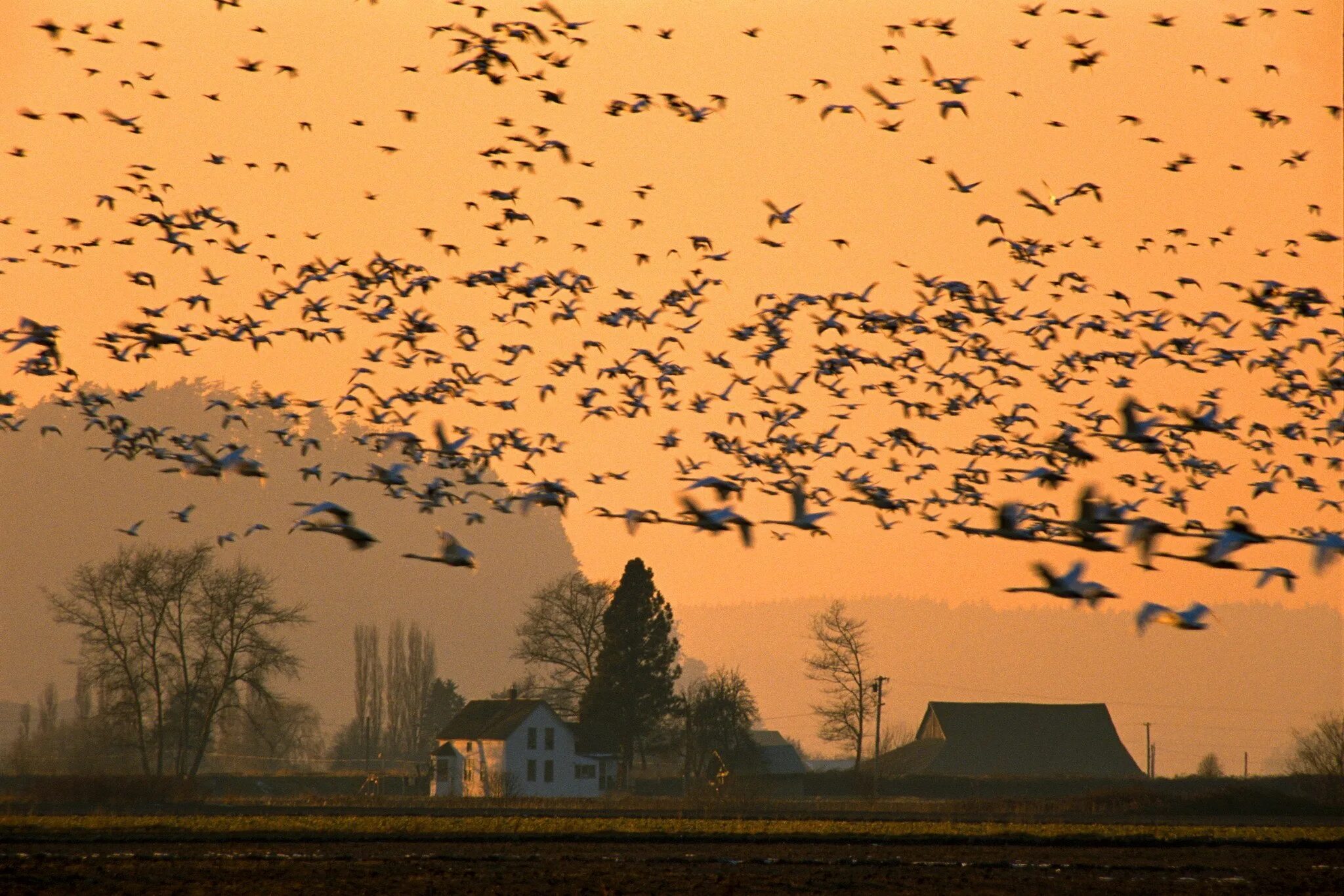 Стая птиц. Птицы улетают. Птицы над деревней. Стая птиц в небе.