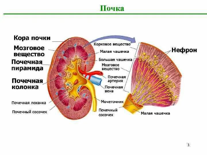 Паренхима почки что это. Строение почки почечная пирамида. Строение паренхимы почек. Мозговое вещество почки анатомия. Строение мозгового вещества почки гистология.