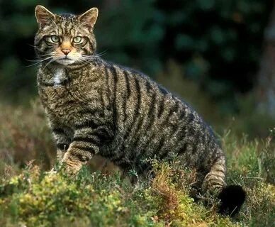 Трансильванская кошка