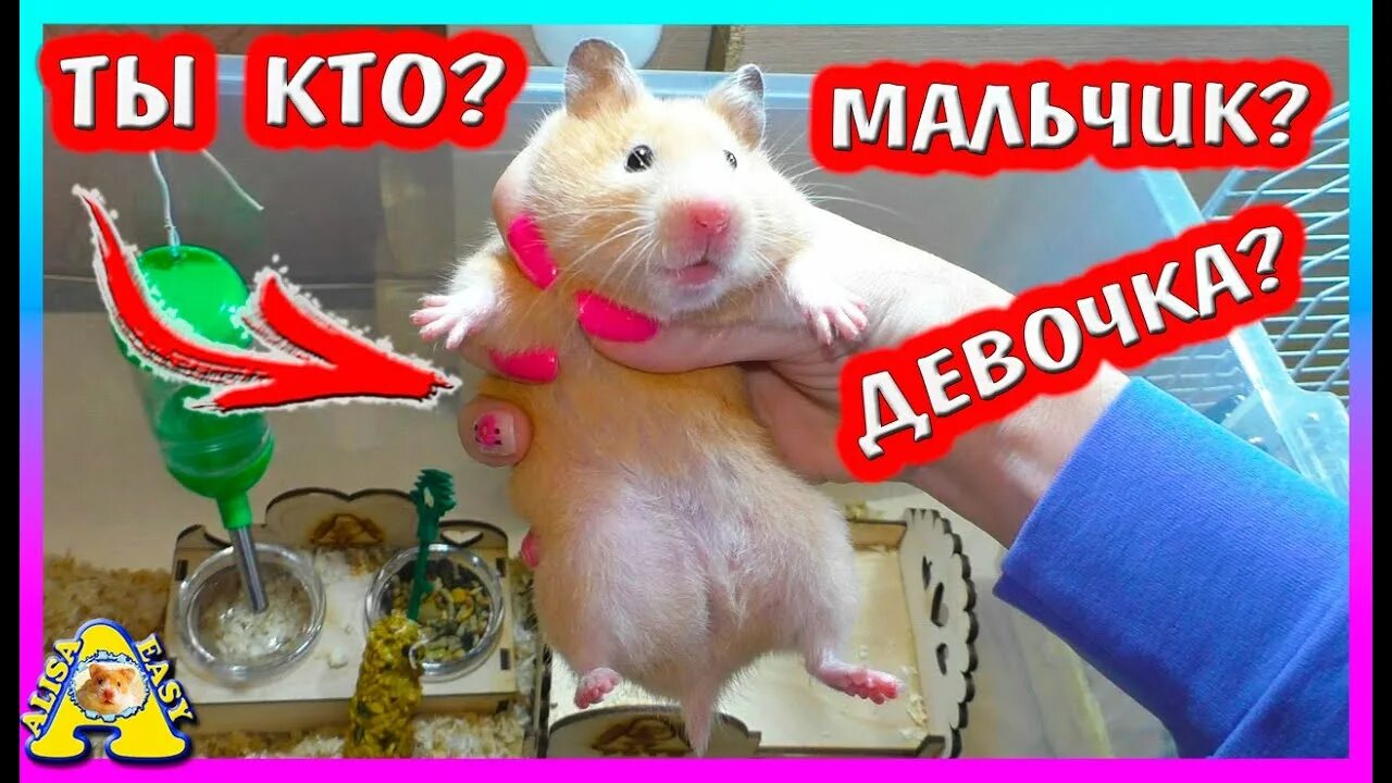 Easy pets. Алиса ИЗИ петс хомяки. Сирийский хомяк Алиса ИЗИ. Алиса ИЗИ петс сирийские хомяки. Алиса ИЗИ Pets хомяки Роборовского.