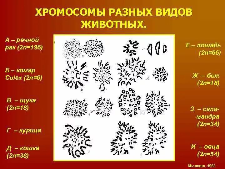 Количество хромосом речного рака. Хромосомы разных видов животных. Сколько хромосом у разных видов животных. Количество хромосом у разных видов животных и растений. Сколько хромосом у разных животных.