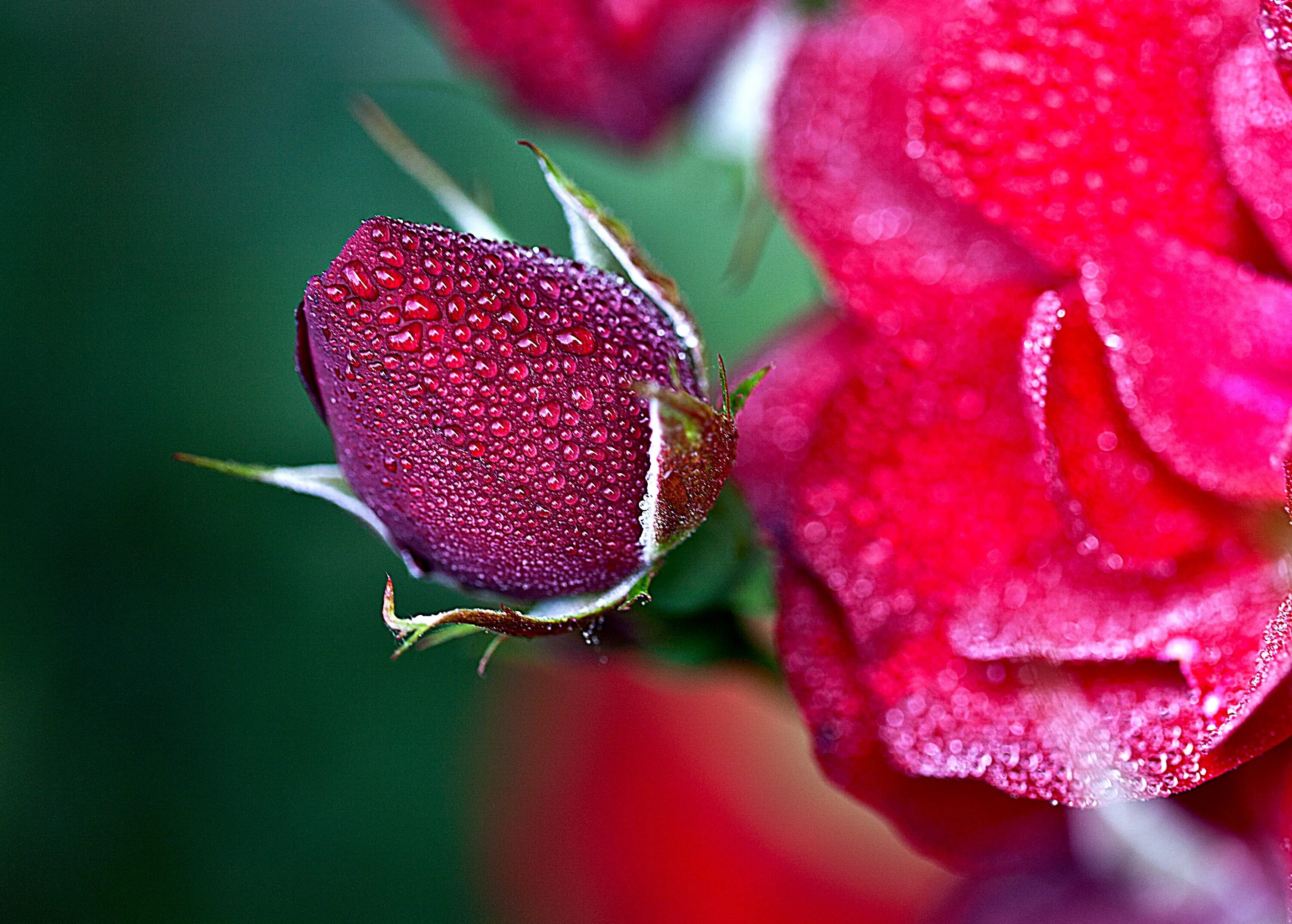 Красные бутоны сколько лет. Цветы крупным планом. Розы крупные бутоны. Цветы в росе. Самые красивые цветы в росе.