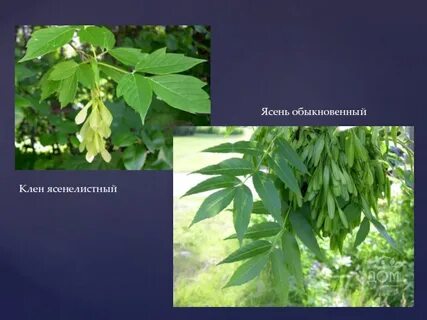 Ясень отличия