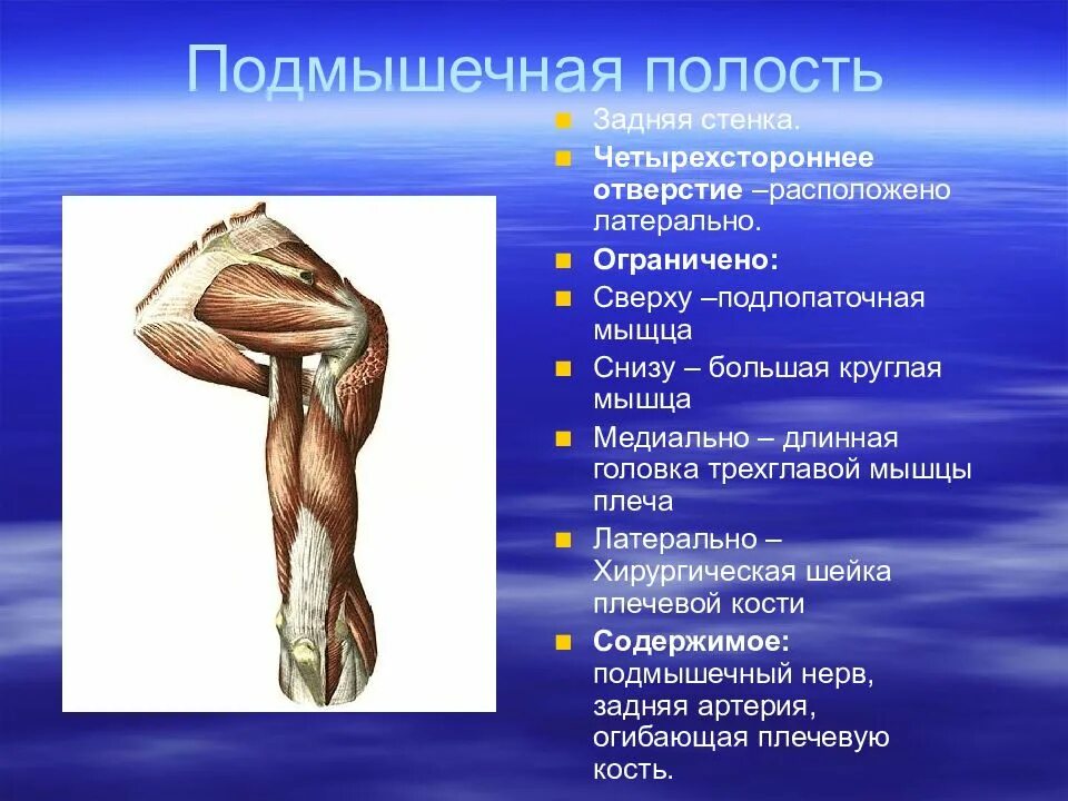 Латеральный значение