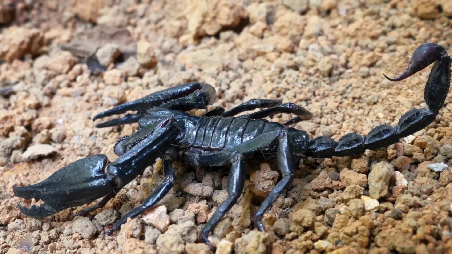 Heterometrus swammerdami. Императорский Скорпион. Heterometrus laoticus. Большой Скорпион.