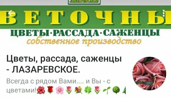 тематический букет ассортимент растений. обувные магазины в лазаревском. лазаревское ярославль каталог. лазаревское ярославль теплицы. лазаревское директор ярославль.