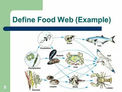 Food is an example of a