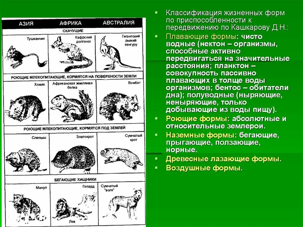 Классификация жизненных форм животных по Кашкарову таблица. Жизненные формы животных по Формозову таблица. Классификация жизненных форм животных по Кашкарову. Жизненные формы животных примеры.