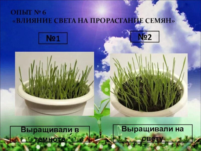 Влияние света на прорастание семян. Влияние света на прорастание семян опыт. Прорастание семян на свету и в темноте. Влияние света на семена.