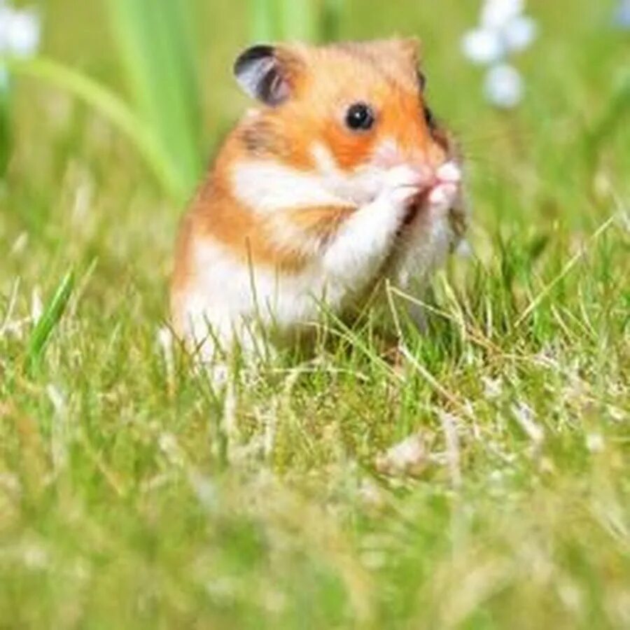 день хомяка праздник. хомяк 12. маленькие хомячки джунгарики. хомяк. день хомяка праздник всемирный.