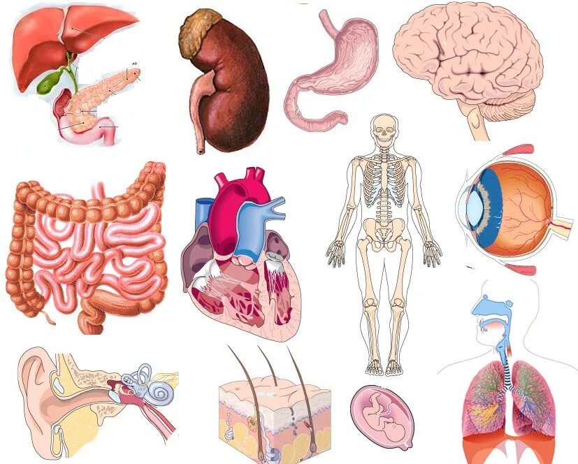 Здоровые органы человека. Органы человека для детей. Внутренние органы для детей. Тело человека органы для детей. Анатомия человека внутренние органы для детей.