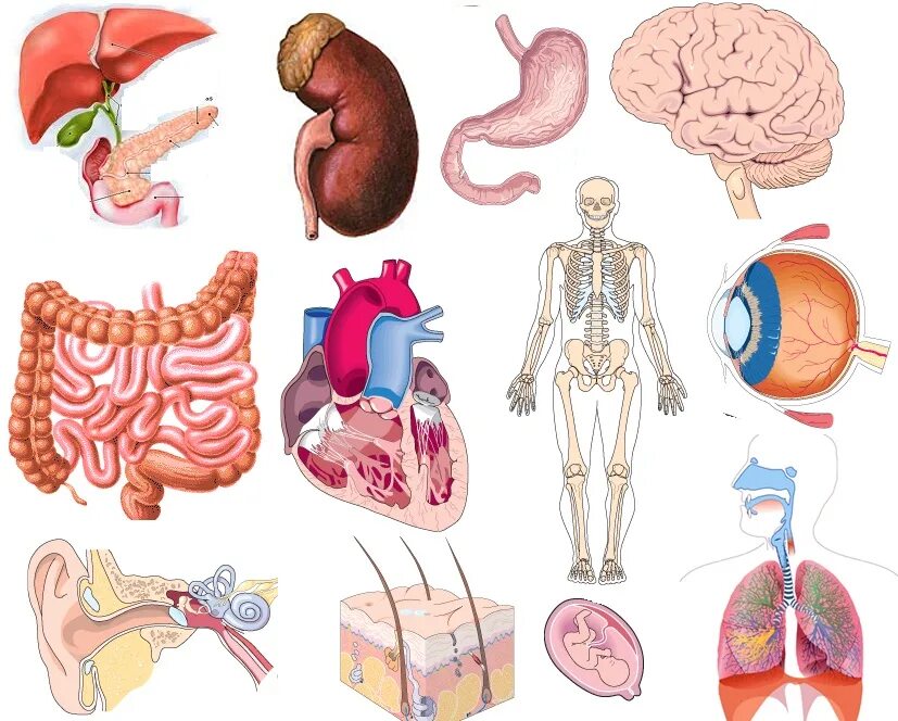 Макет строения внутренних органов человека. Органы человека для детей. Внутренние органы для детей. Тело человека органы для детей. Анатомия человека внутренние органы для детей.