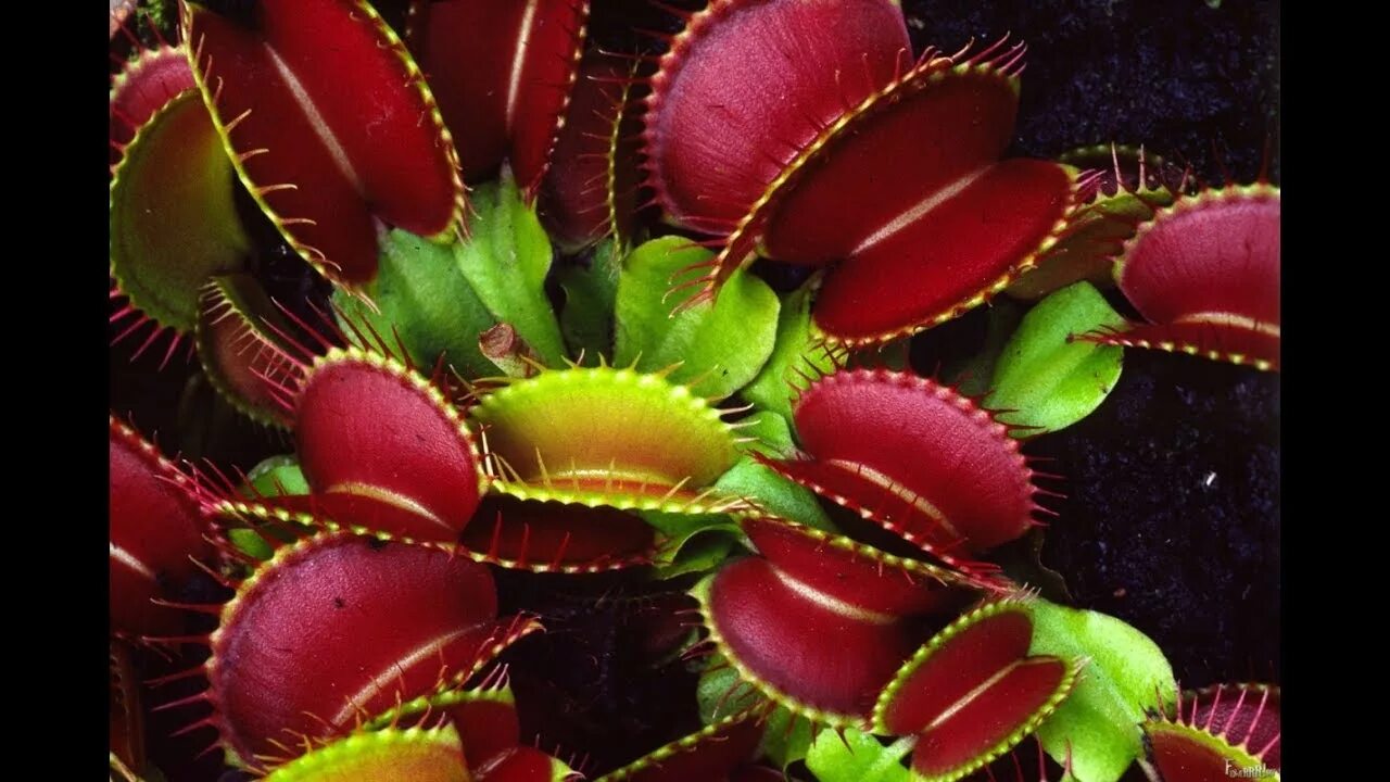 Что такое цветок растение. Дикие суккуленты. Суккулент эхеверия. Что такое цветок растение. Венерина дионея.