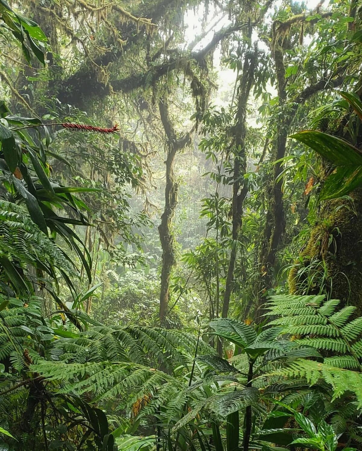 Влажные экваториальные леса условия жизни. Коста Рика тропический лес. Коста Рика Рейнфорест. Джунгли Коста Рики. Тропические леса Сельва.
