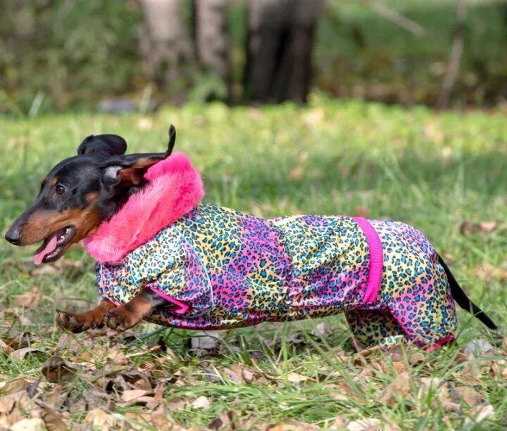 Вязаный свитер для таксы. Жилетка для таксы. Свитер для собак. Одежда для такс ип радченко. Такса в пальто.