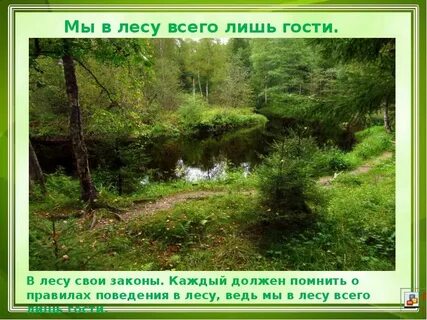Враг леса