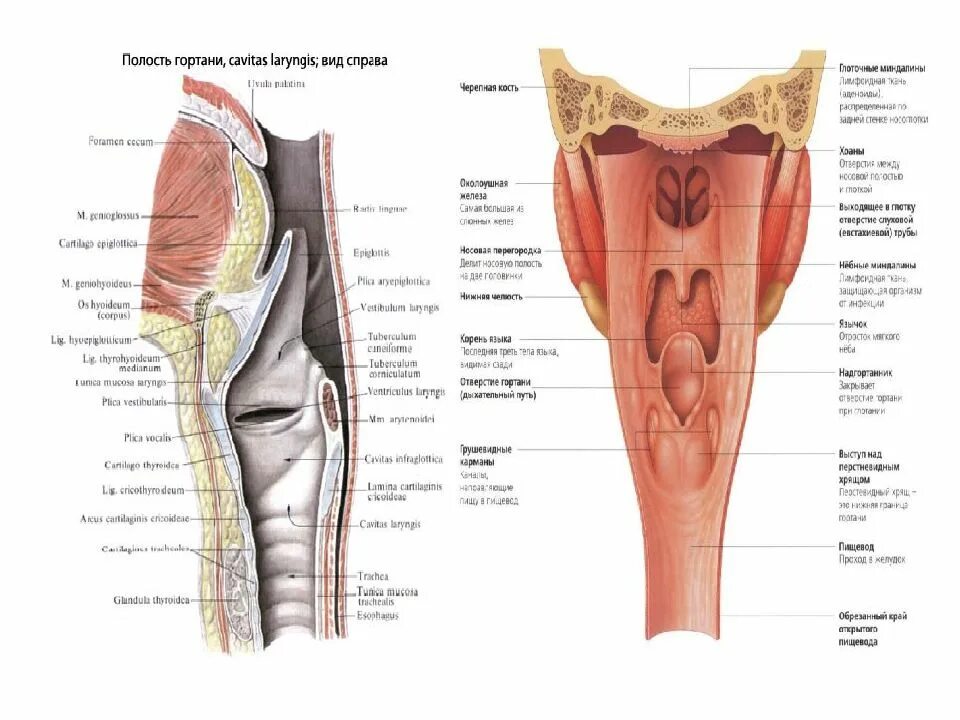 Анатомия гортаноглотки человека атлас. Полость глотки анатомия строение. Грушевидный синус гортани. Грушевидный карман гортани анатомия.