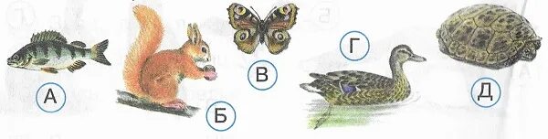 Способы полового размножения животных. Размножение животных 6 класс биология таблица. Размножение и развитие животных 3 класс окружающий мир. Пищевые цепочки 3 класс окружающий мир. Таблица по окружающему миру 3 класс размножение и развитие животных.