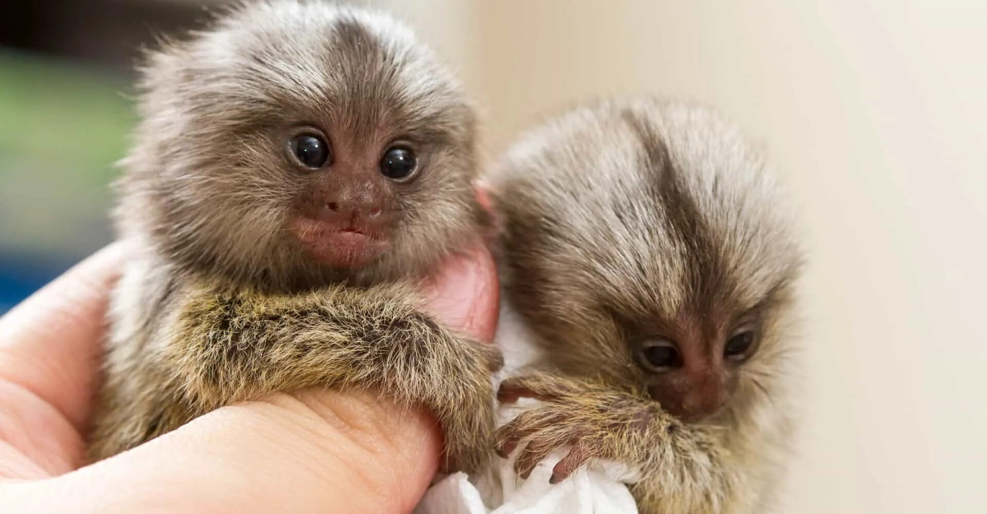 голуболицая мартышка. маленькие обязаны. карликовая игрунья. обезьяна мармозетка. маленькая обезьяна в одежде.