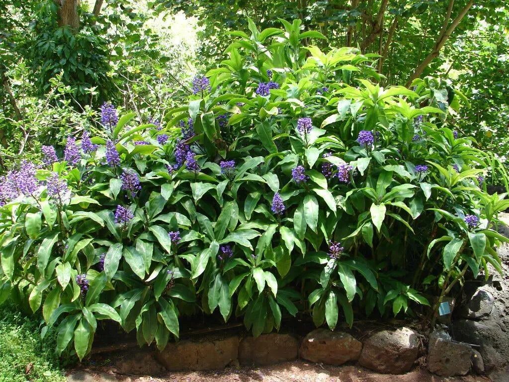 Blue ginger. Дихоризандра королевская комнатная. Дихоризандра королевская традесканция. Дихоризандра душистая. Дихоризандра королевская комнатная.