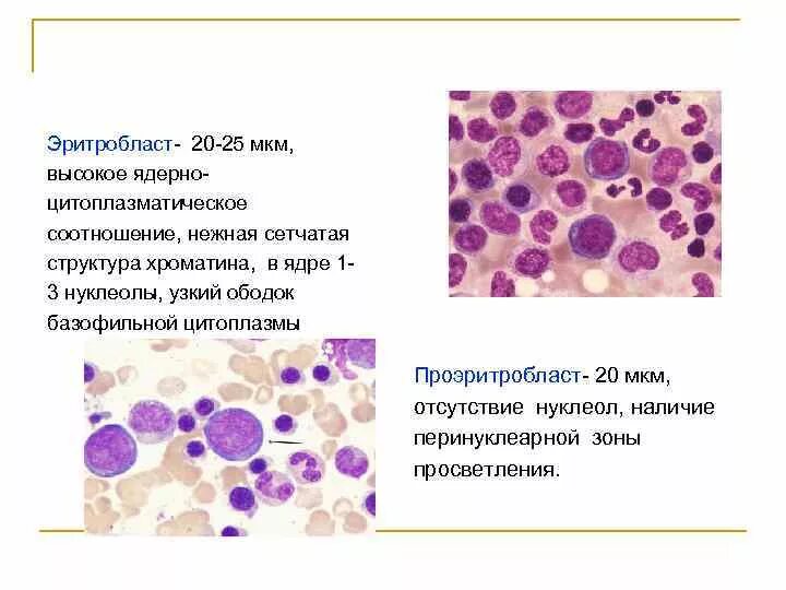 Цитоплазма эритробластов. Цитоплазма эритробластов