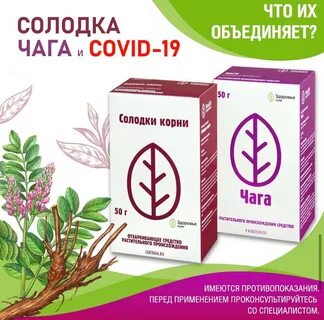 Солодки чистка организма
