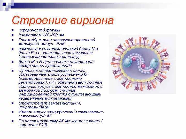 Чем определяется разнообразие форм вирионов