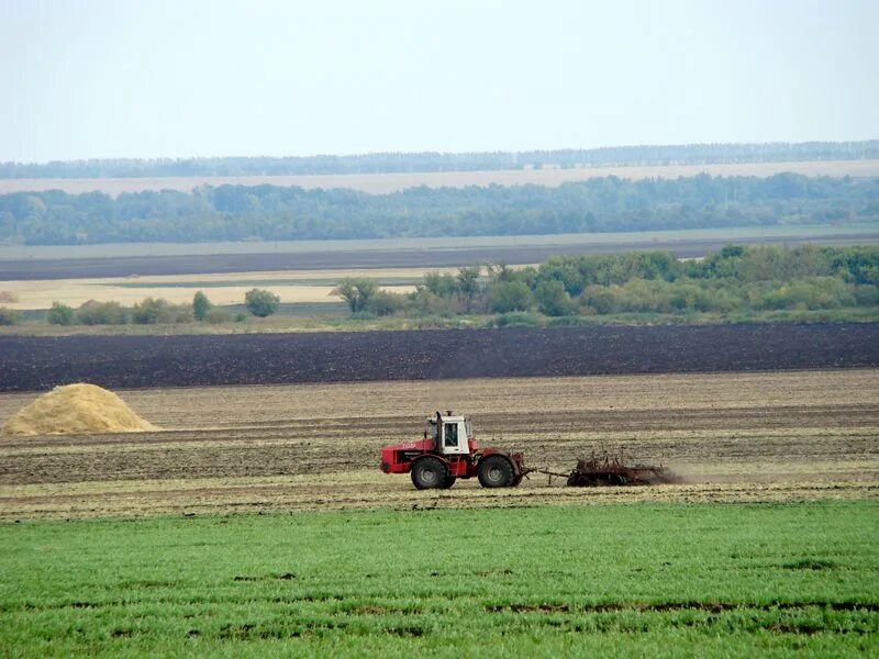 Село петропавловское воронежской области. Петропавловка Воронежская область село Березняги. Поля в Воронежской области, Петропавловск. Земельные ресурсы Петропавловский район Воронежская область. Село Березняги Воронежской области село Петропавловка.