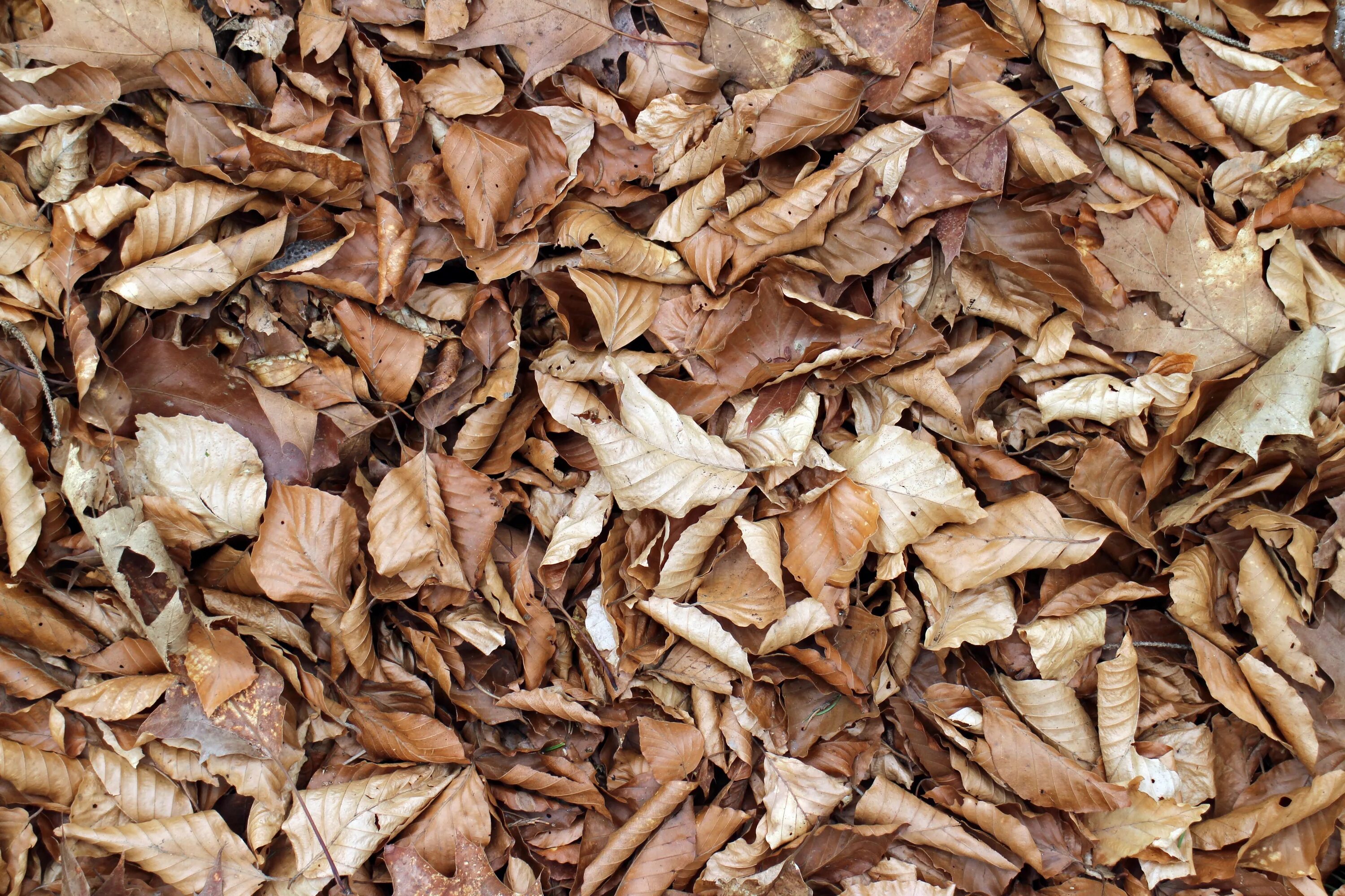 Сухая картинка. Сухие листья. Сушеные листья. Текстура деревянной шелухи. Коричневая шелуха.