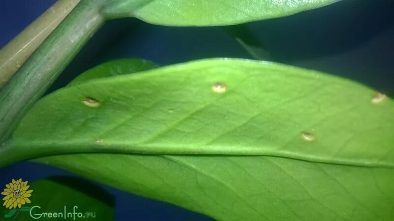 Zamia - Zamioculcas zamiifolia - zamioculcas - Zamioculcas zamiifolia - Piante d