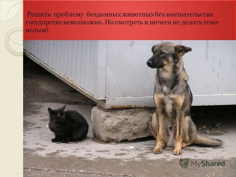 21 августа день бездомных животных. бездомное животное. помощь животным. посты о помощи животным. всемирный день бездомных.